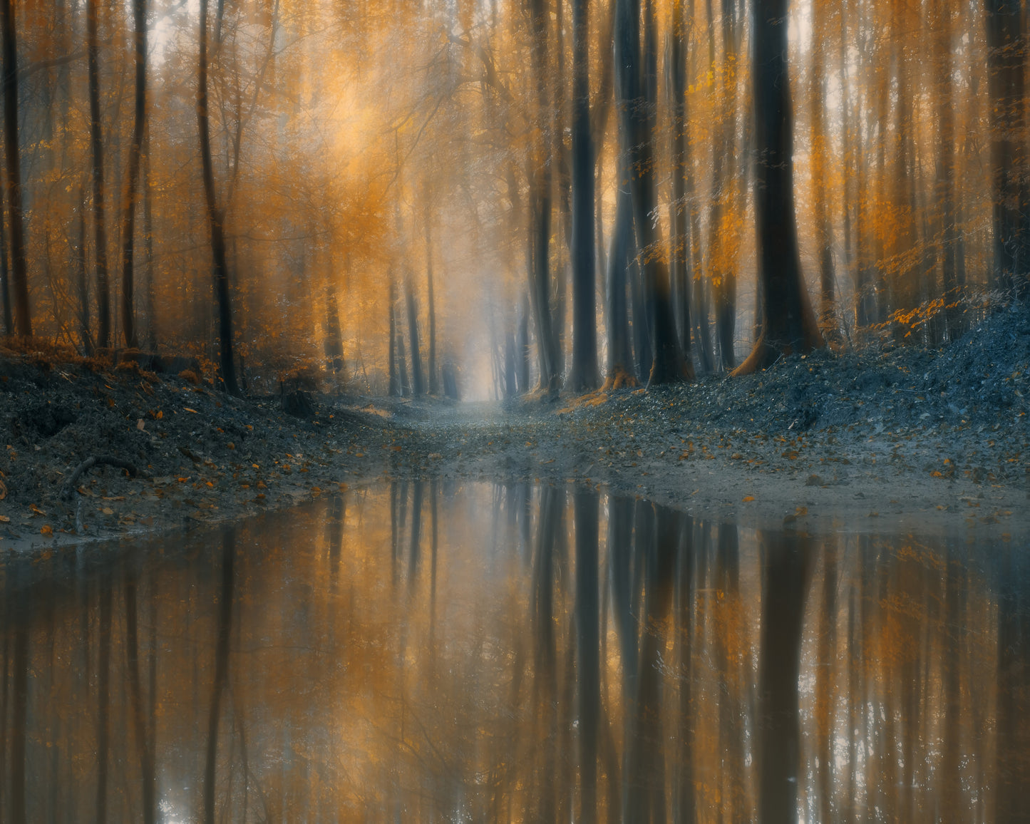 The Woods