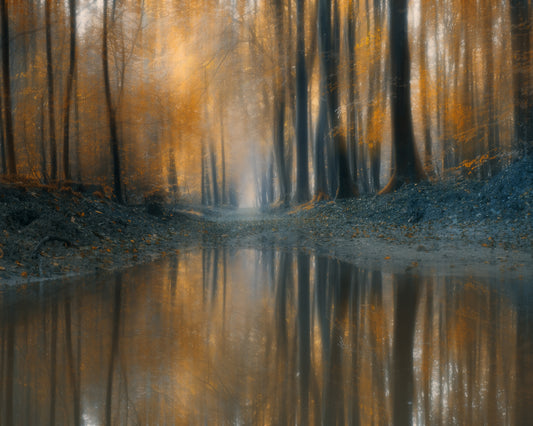 The Woods