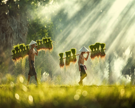 Farmers Carrying Rice Seedlings
