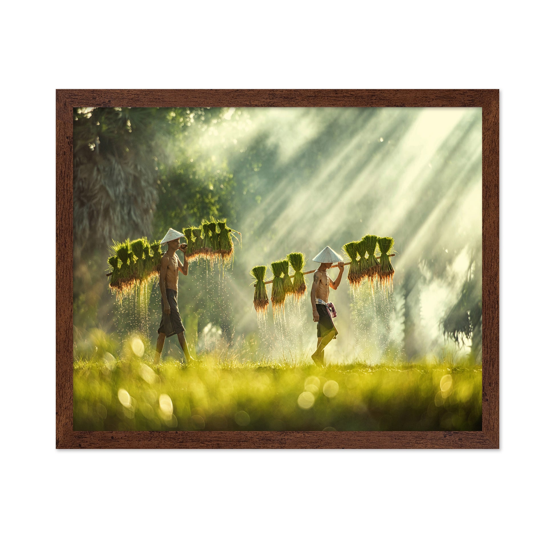 Farmers Carrying Rice Seedlings