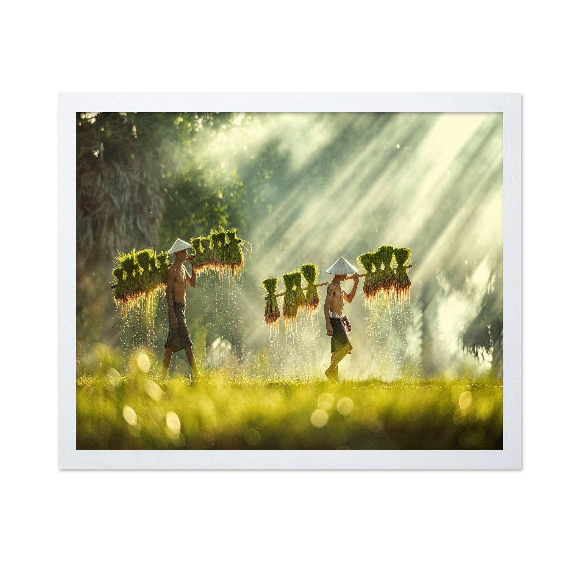 Farmers Carrying Rice Seedlings