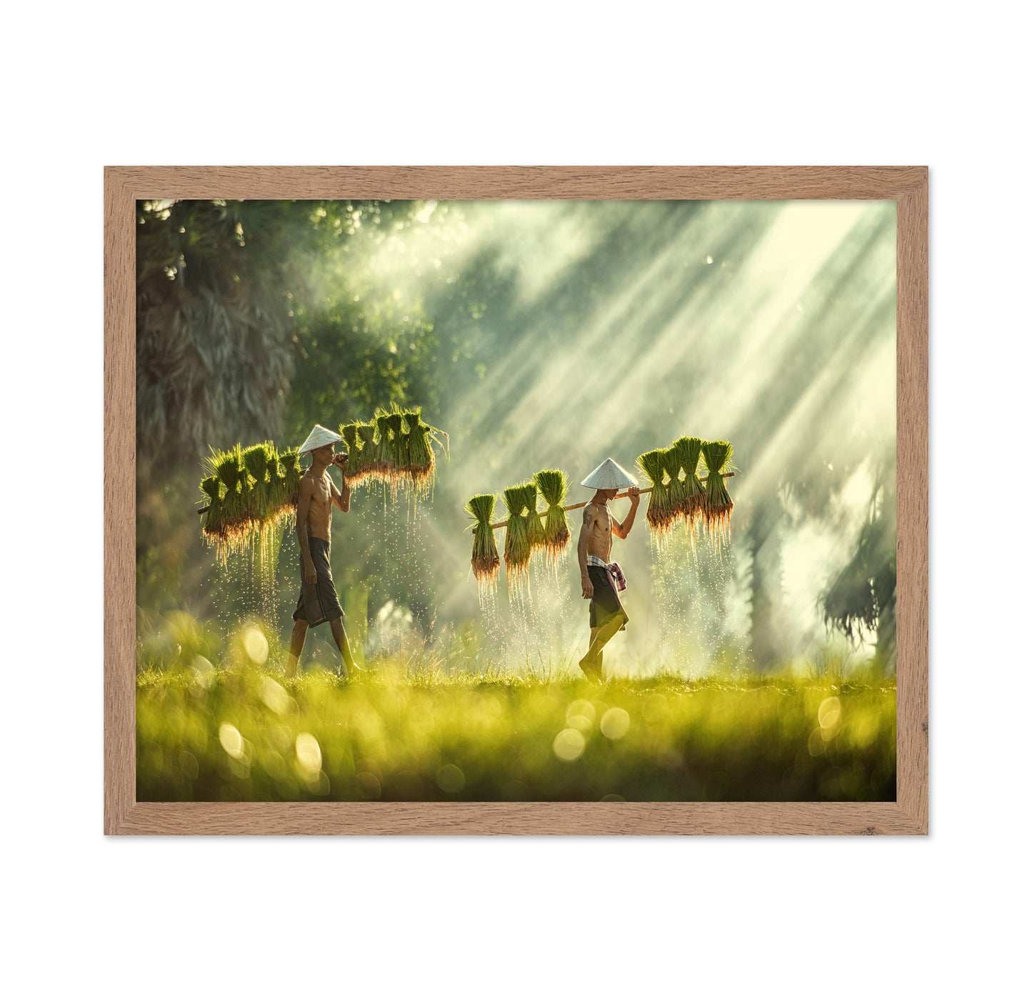 Farmers Carrying Rice Seedlings