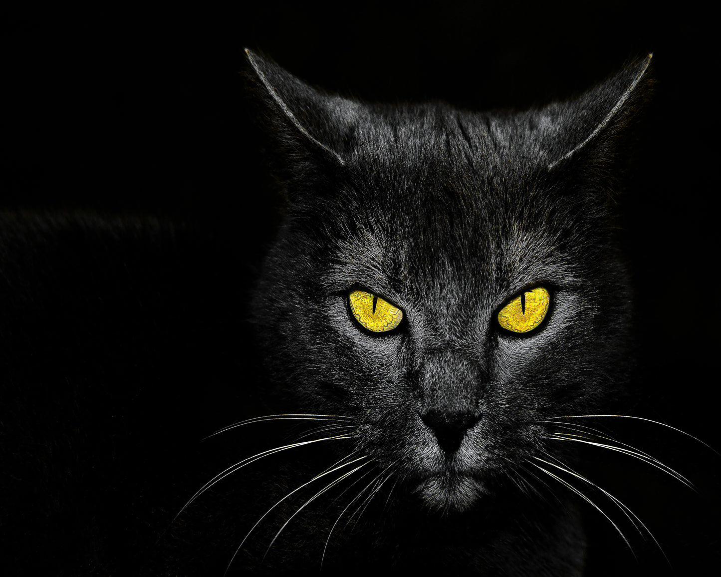 Black Cat No 3