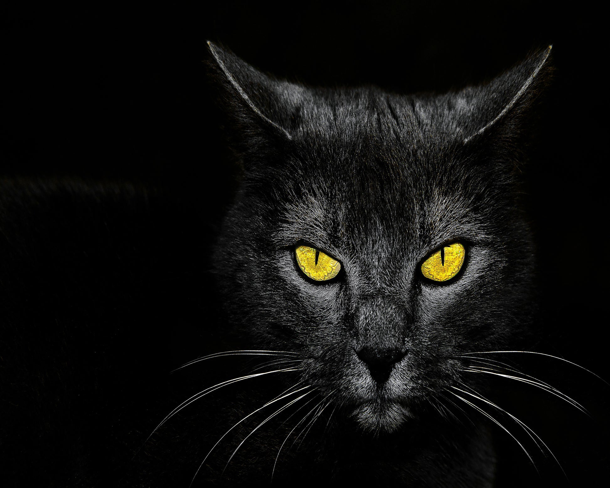 Black Cat No 3