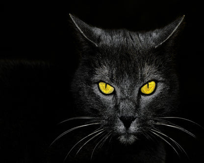 Black Cat No 3