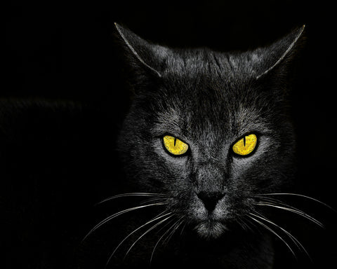 Black Cat No 3