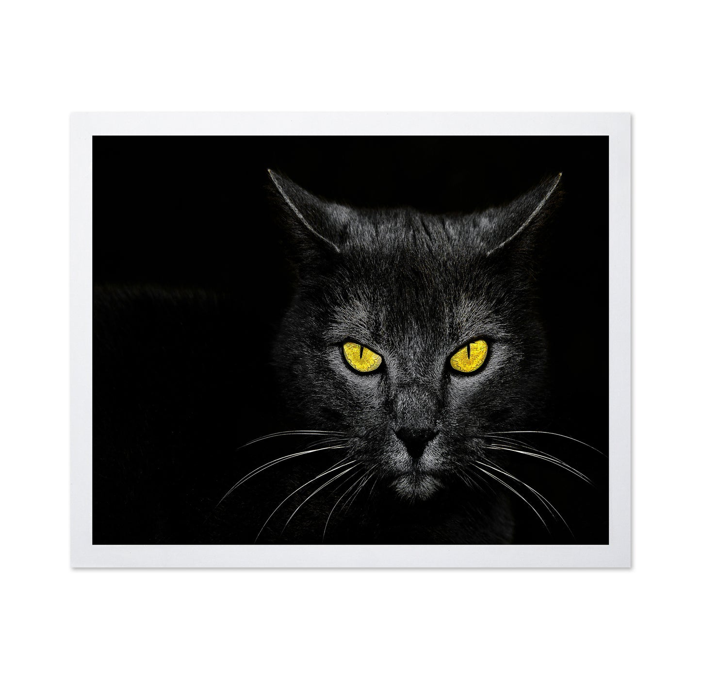 Black Cat No 3