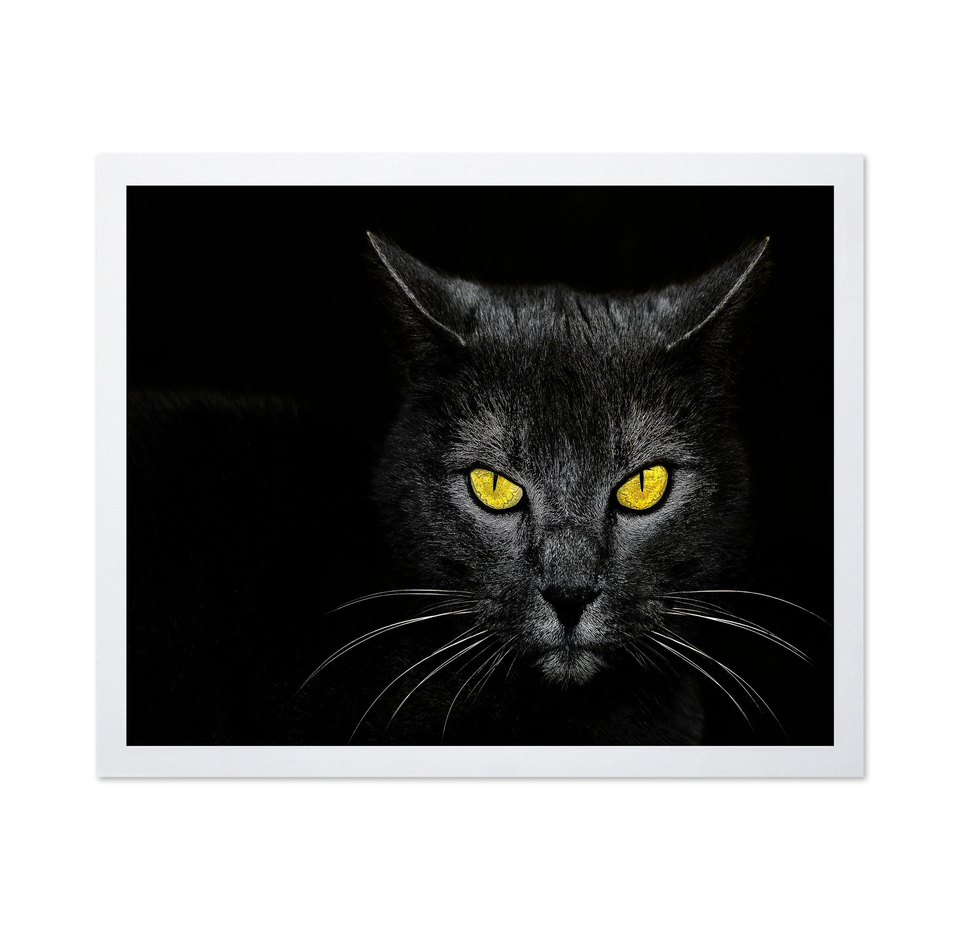 Black Cat No 3