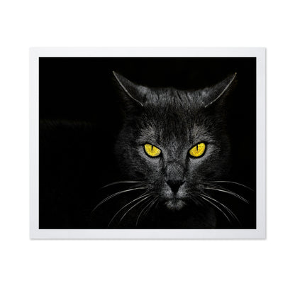 Black Cat No 3