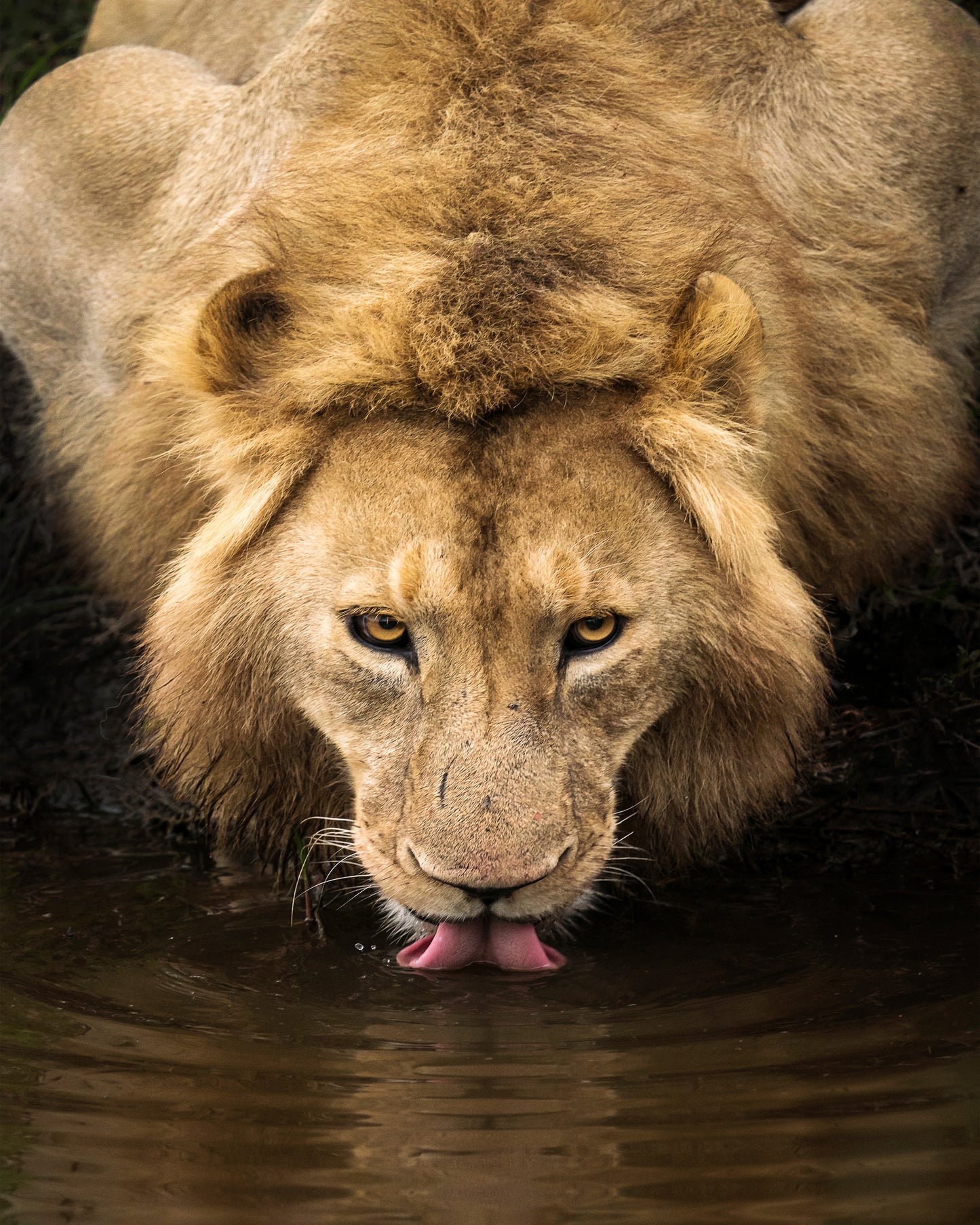 The Lion