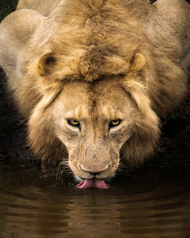 The Lion