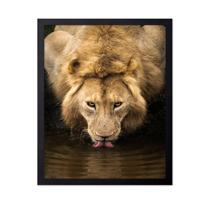 The Lion