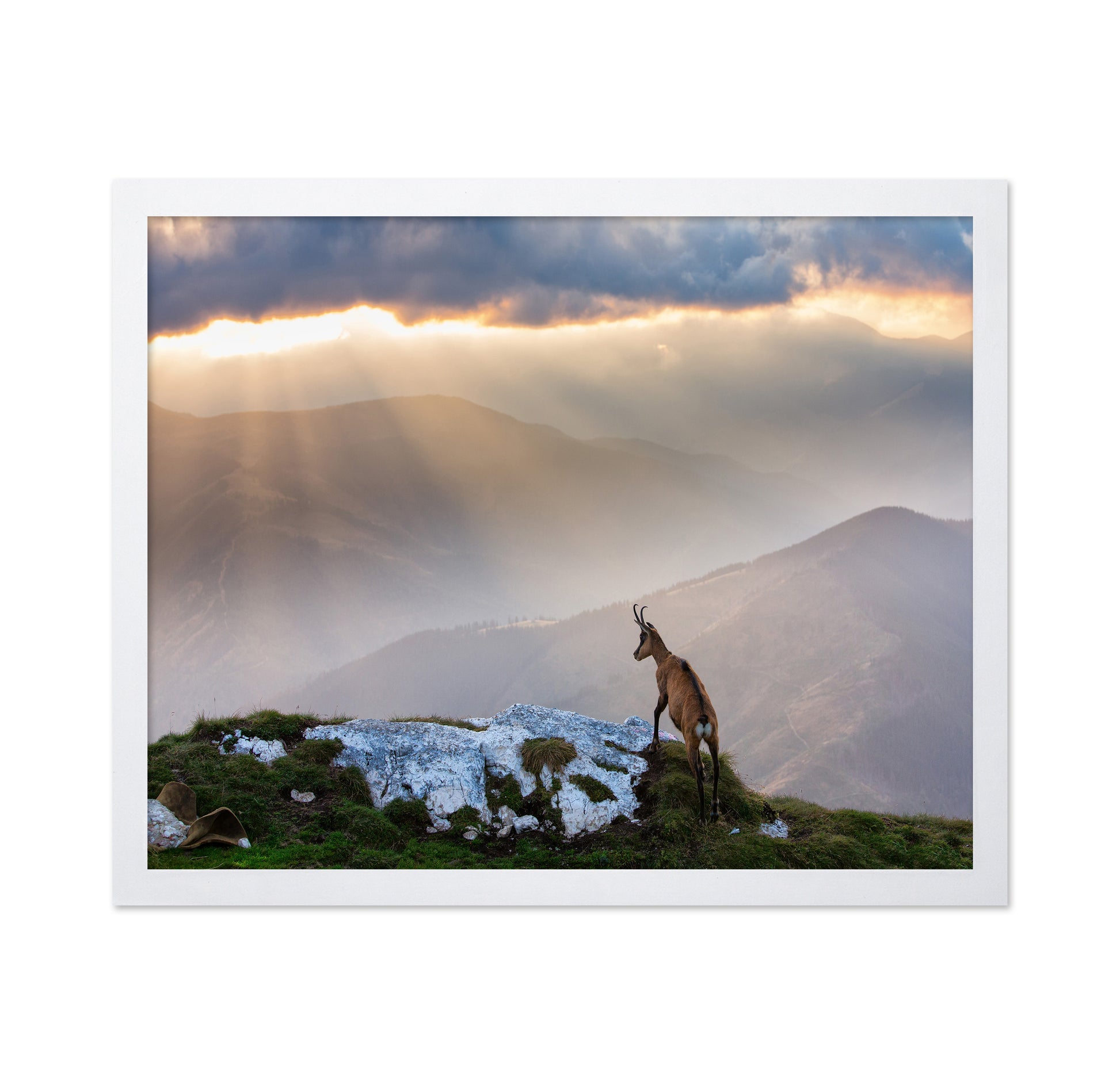 Chamois In Piatra Craiului Romania