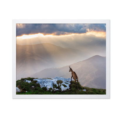 Chamois In Piatra Craiului Romania