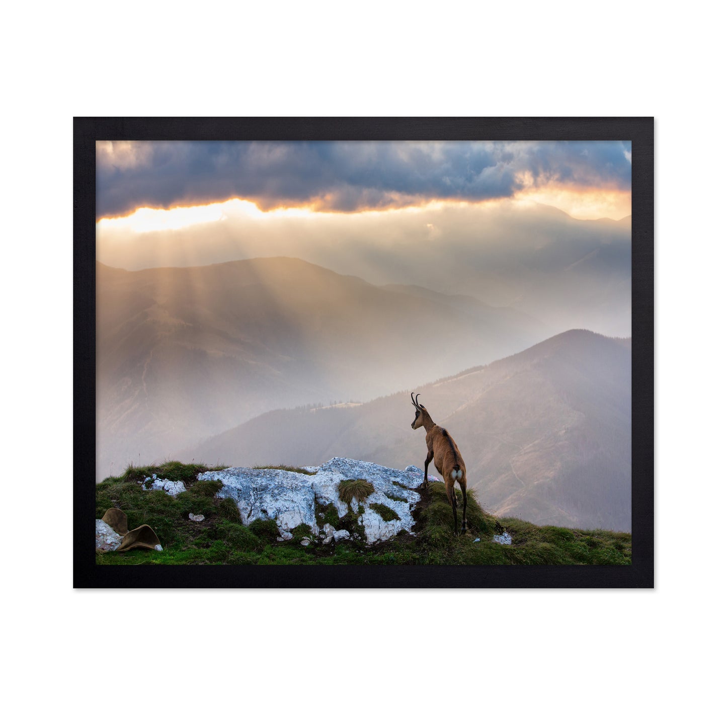 Chamois In Piatra Craiului Romania