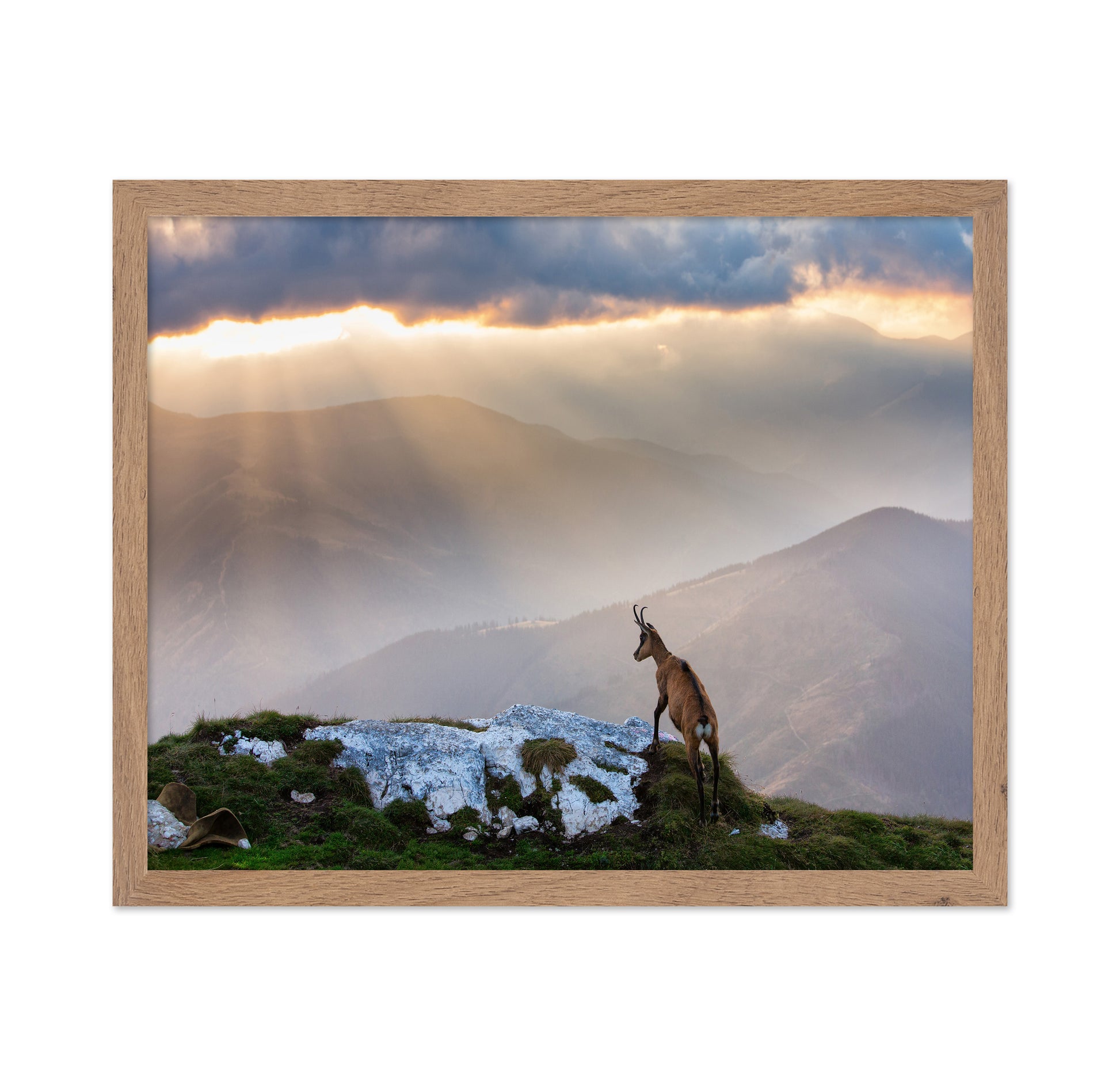 Chamois In Piatra Craiului Romania