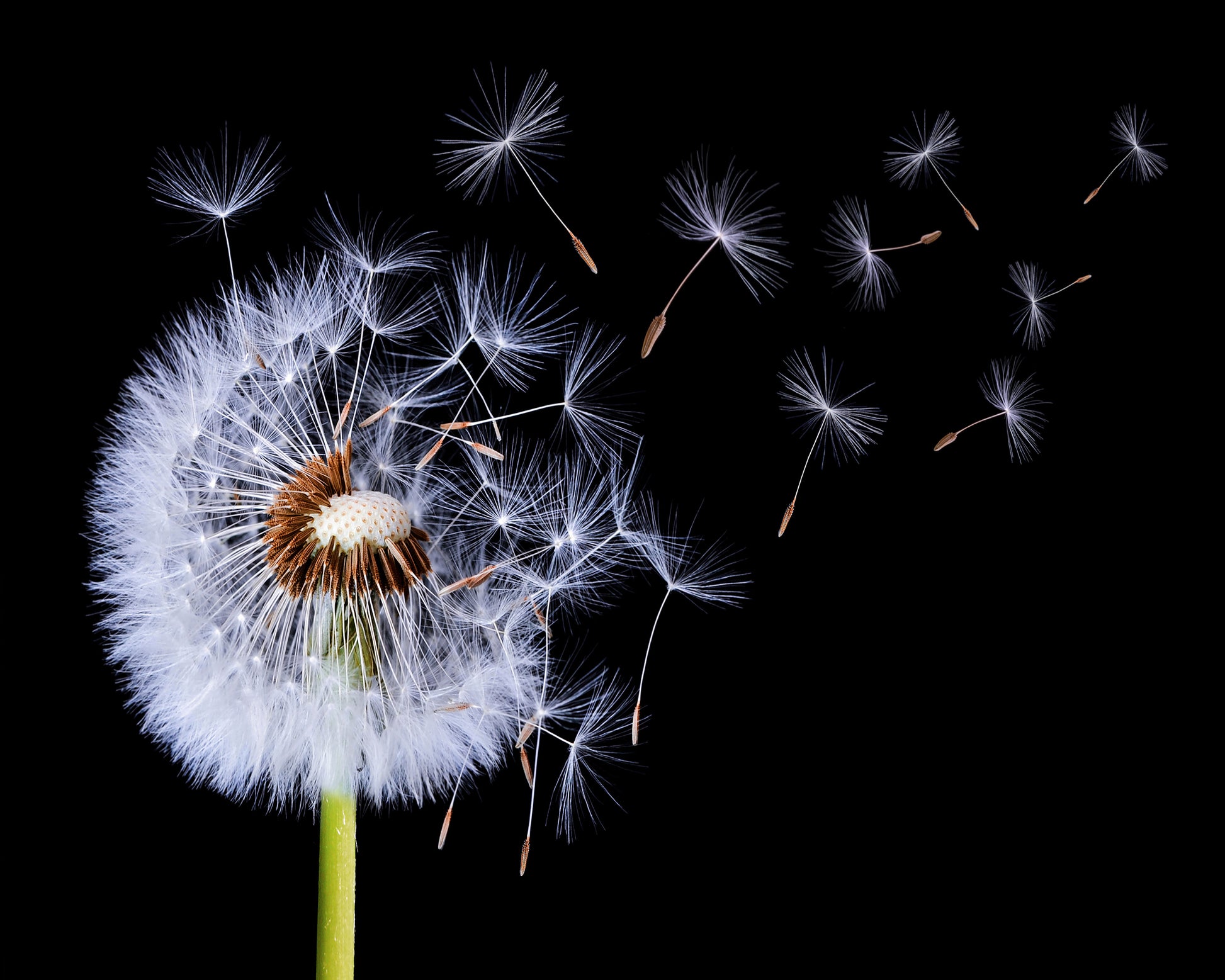 Dandelion Blowing No 1