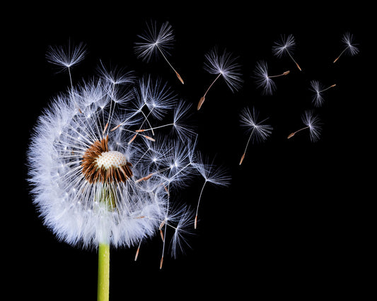 Dandelion Blowing No 1