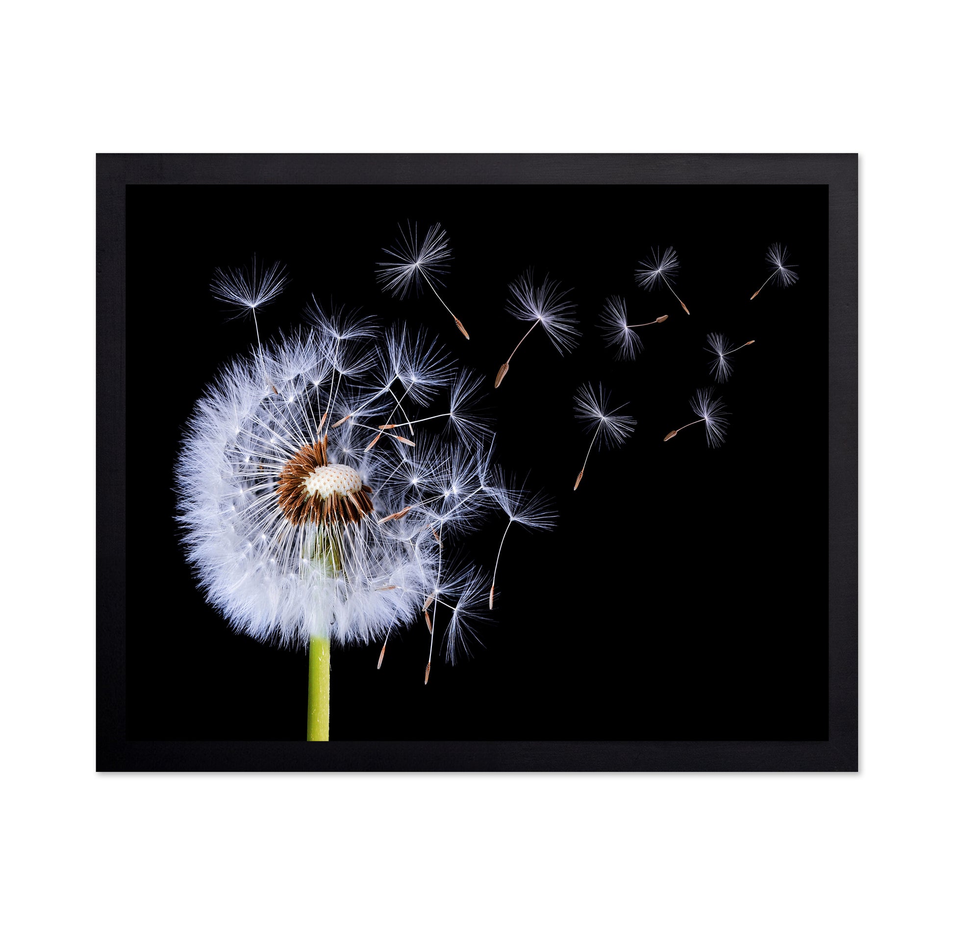 Dandelion Blowing No 1
