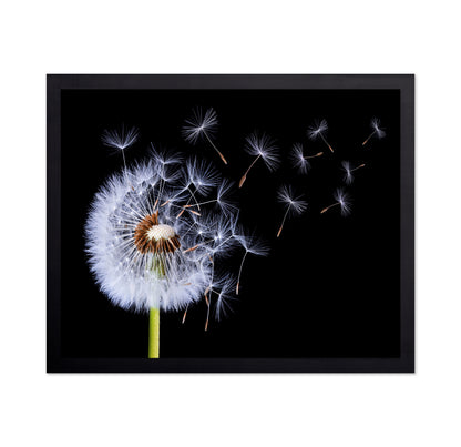 Dandelion Blowing No 1