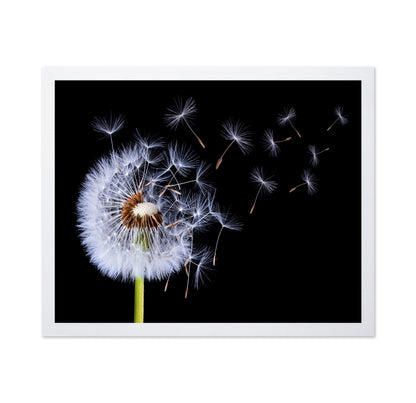Dandelion Blowing No 1