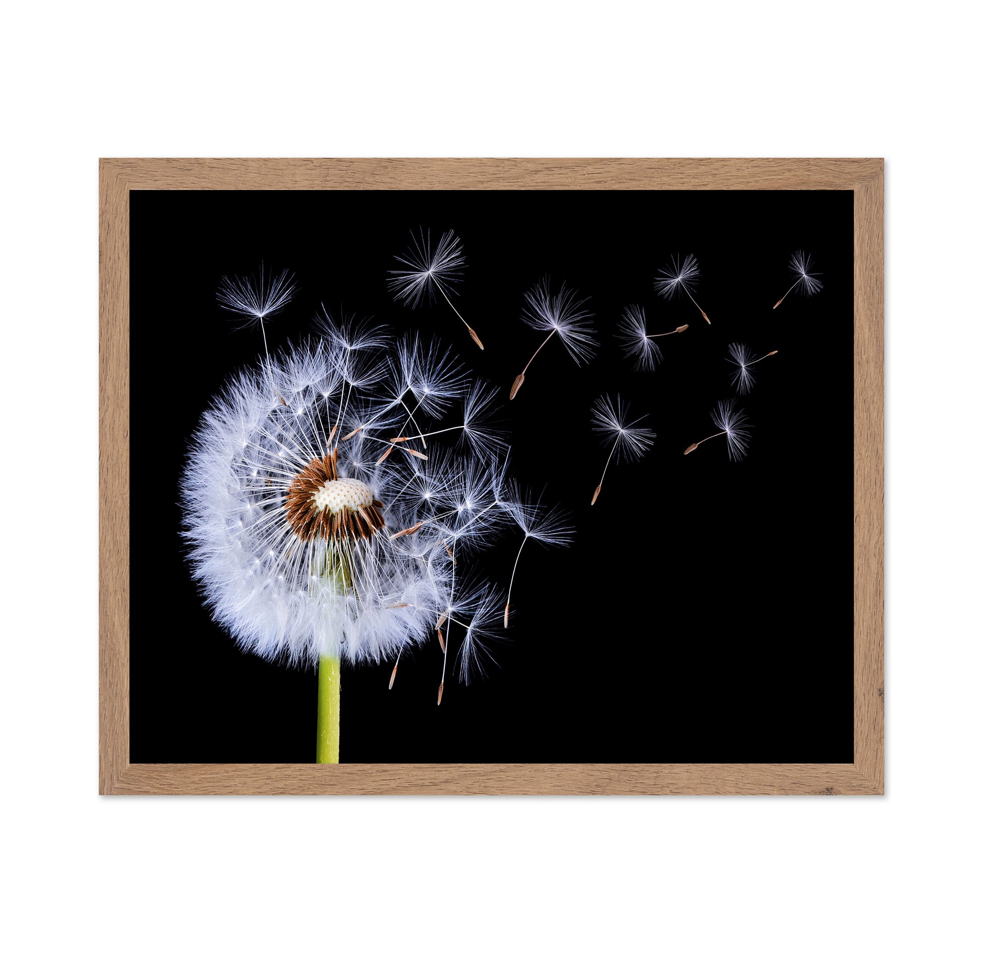 Dandelion Blowing No 1