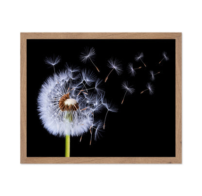 Dandelion Blowing No 1