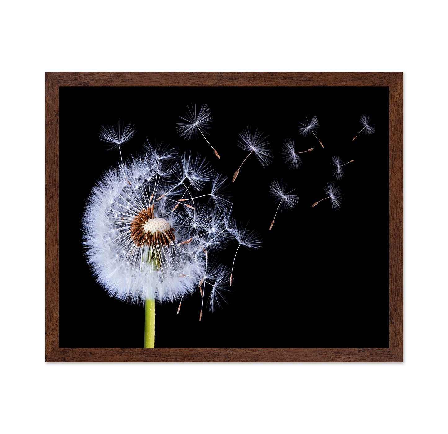 Dandelion Blowing No 1