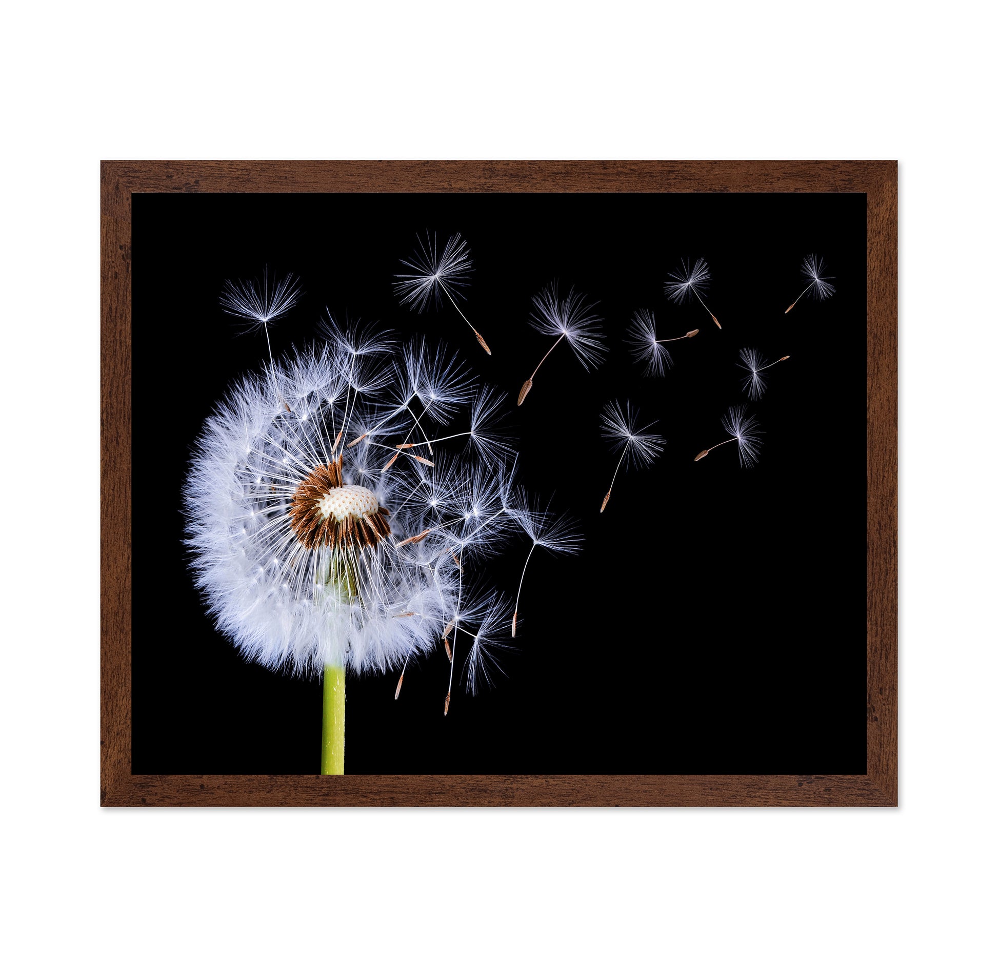 Dandelion Blowing No 1