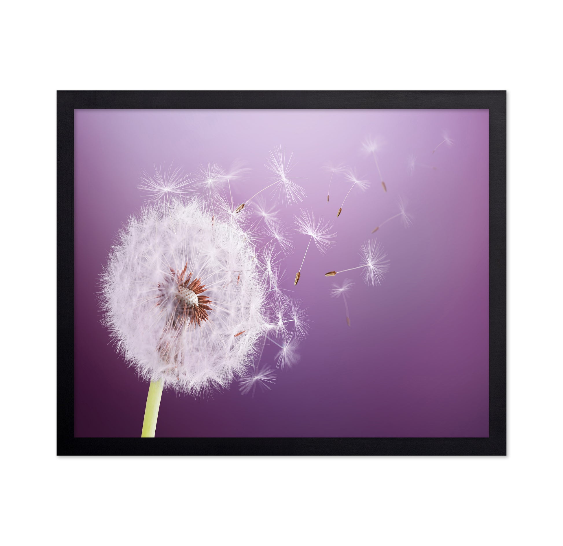 Dandelion Flying