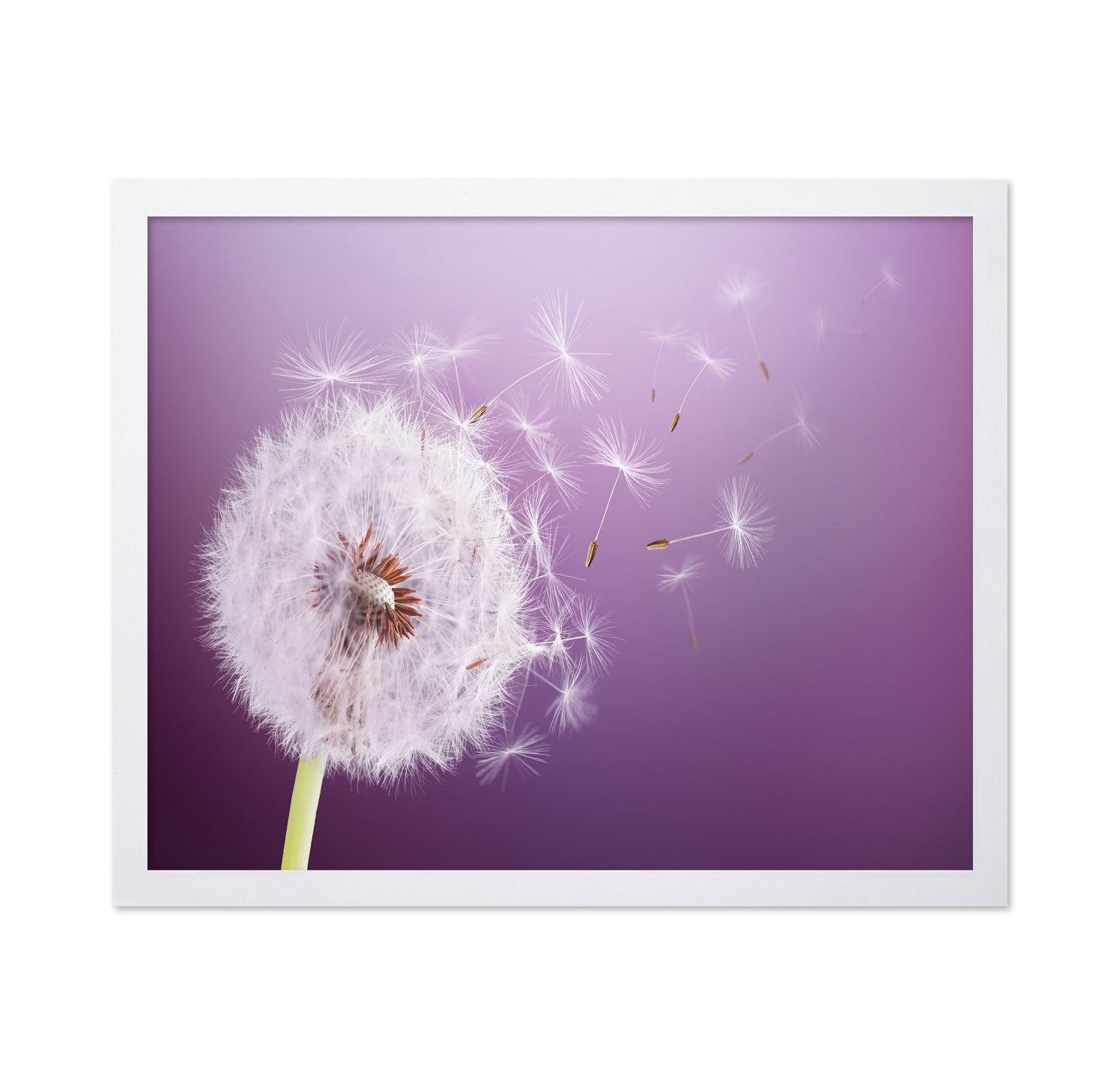Dandelion Flying