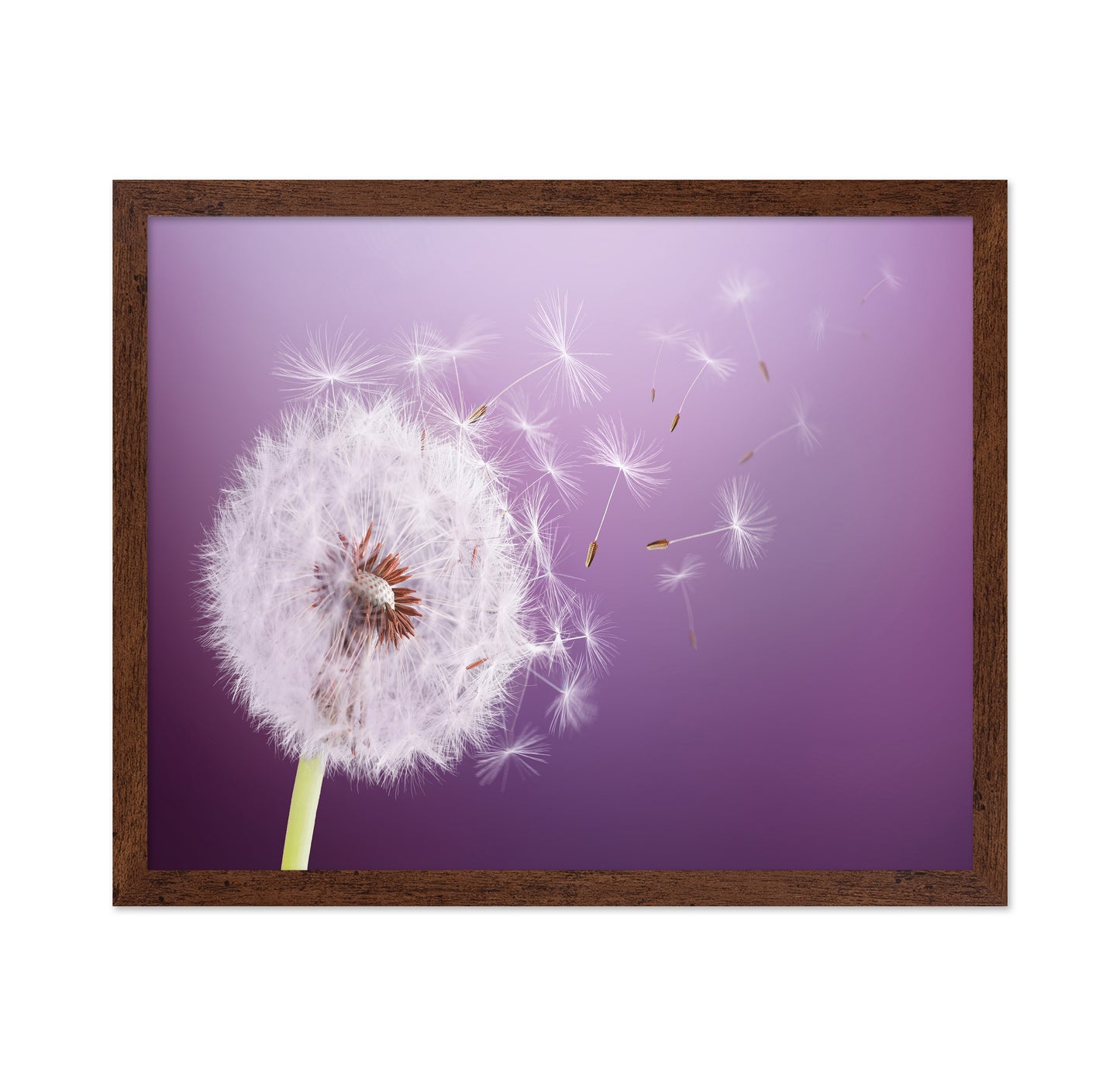 Dandelion Flying