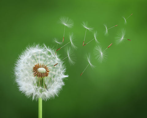 Dandelion Blowing No 2