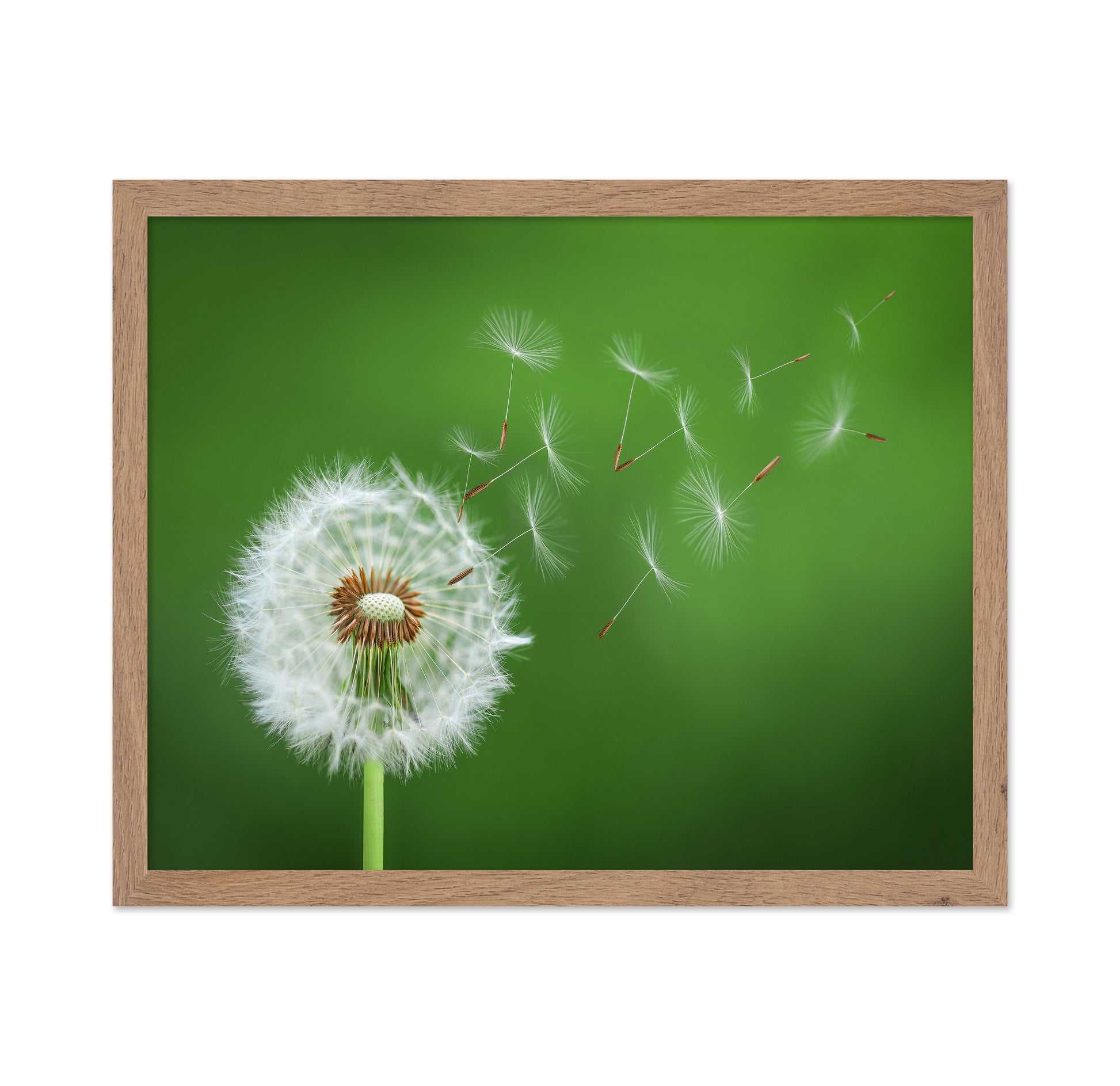 Dandelion Blowing No 2