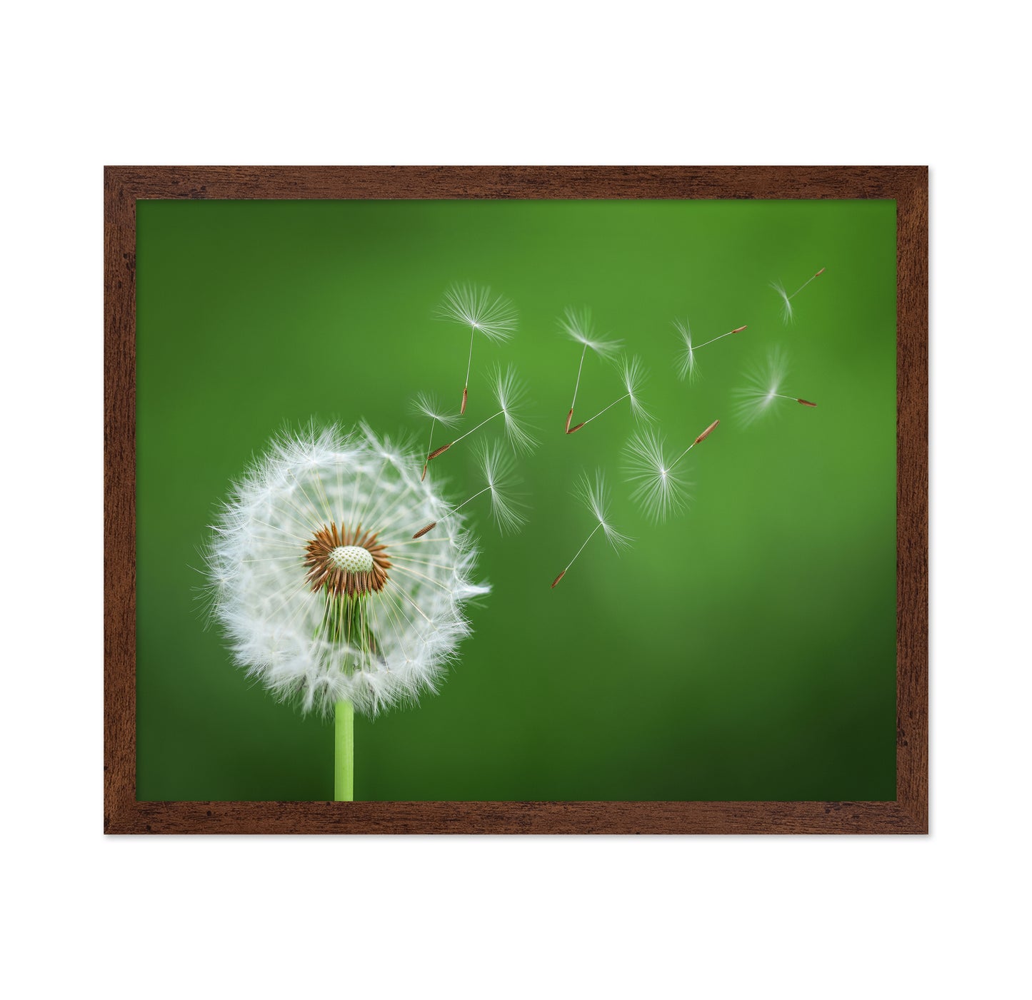 Dandelion Blowing No 2