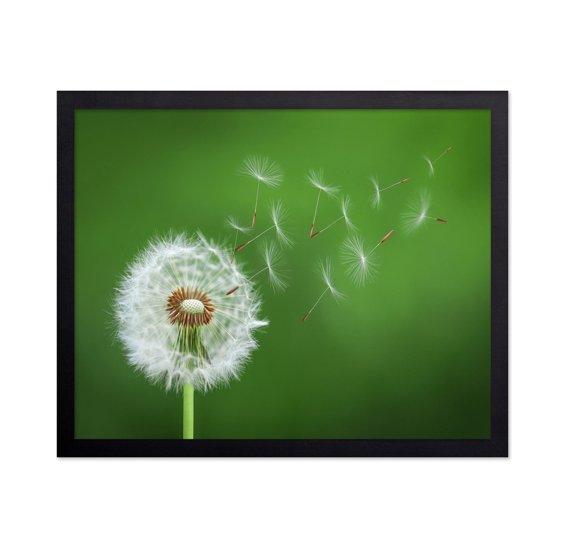 Dandelion Blowing No 2