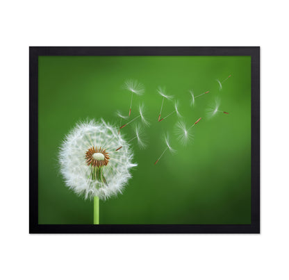 Dandelion Blowing No 2