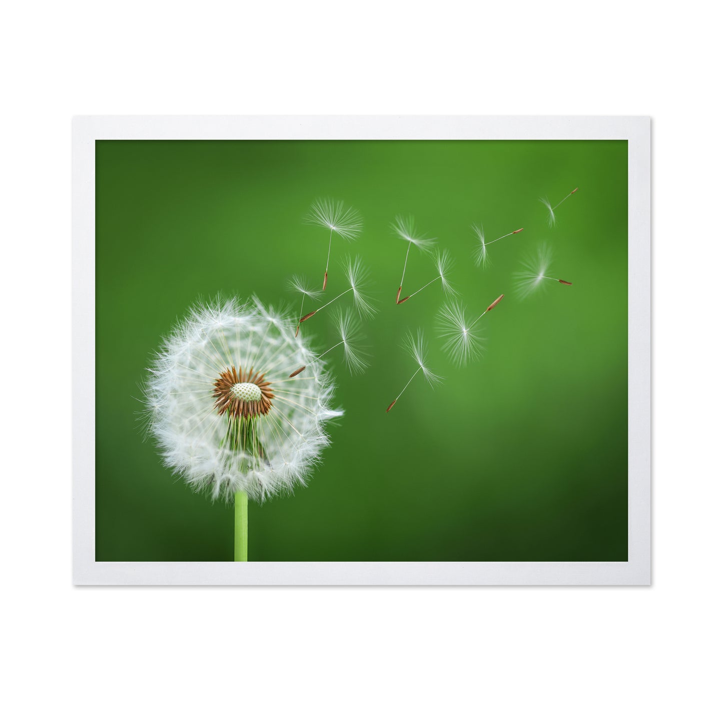 Dandelion Blowing No 2