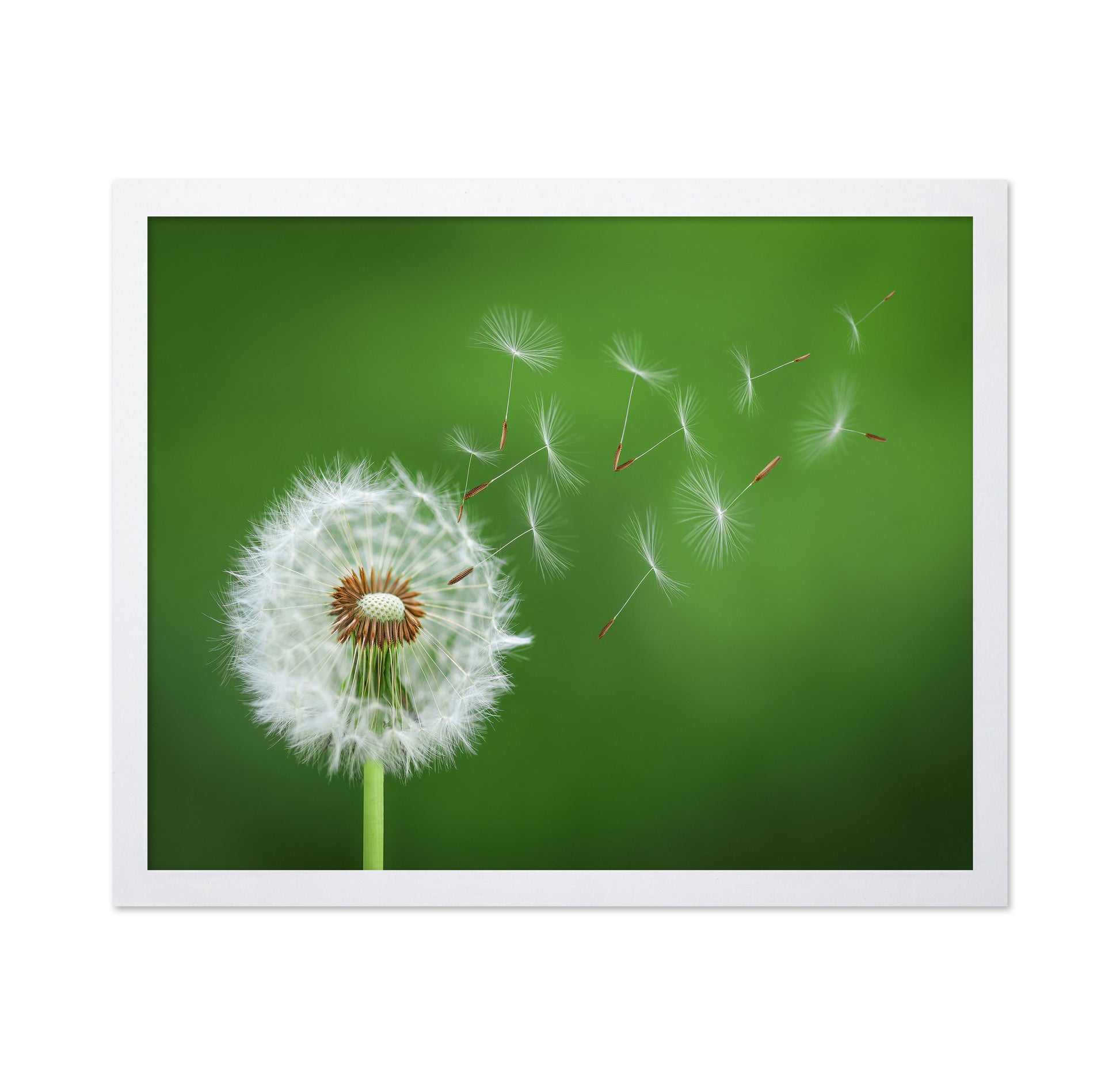 Dandelion Blowing No 2