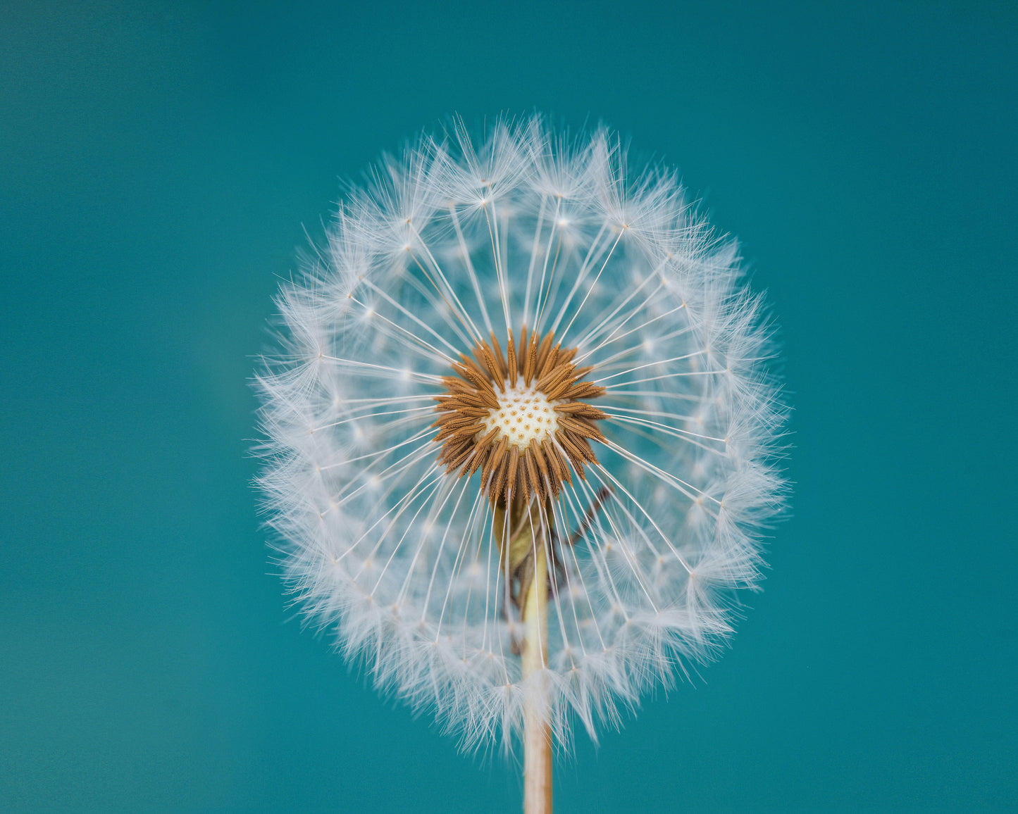Turquoise Dandelion