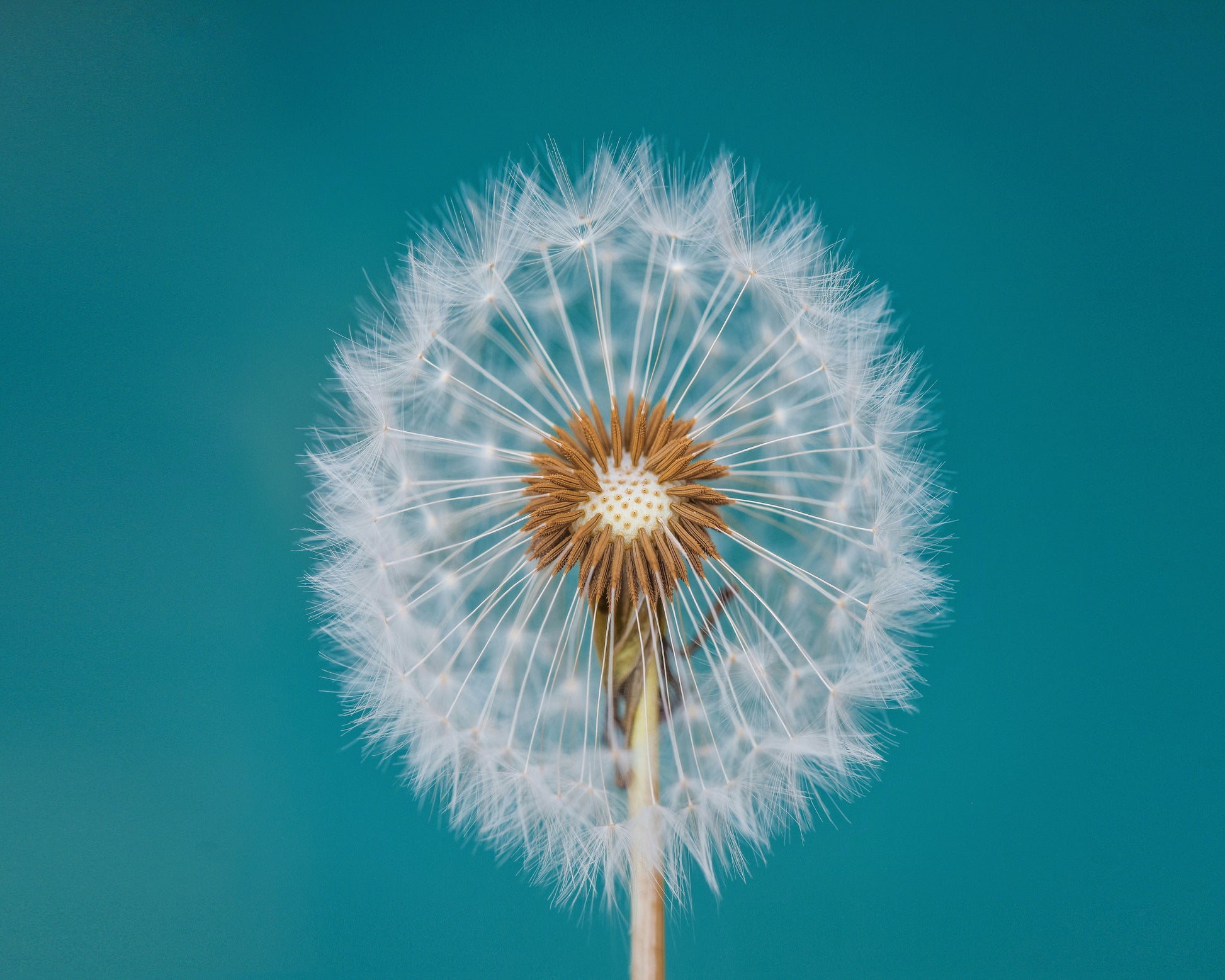 Turquoise Dandelion