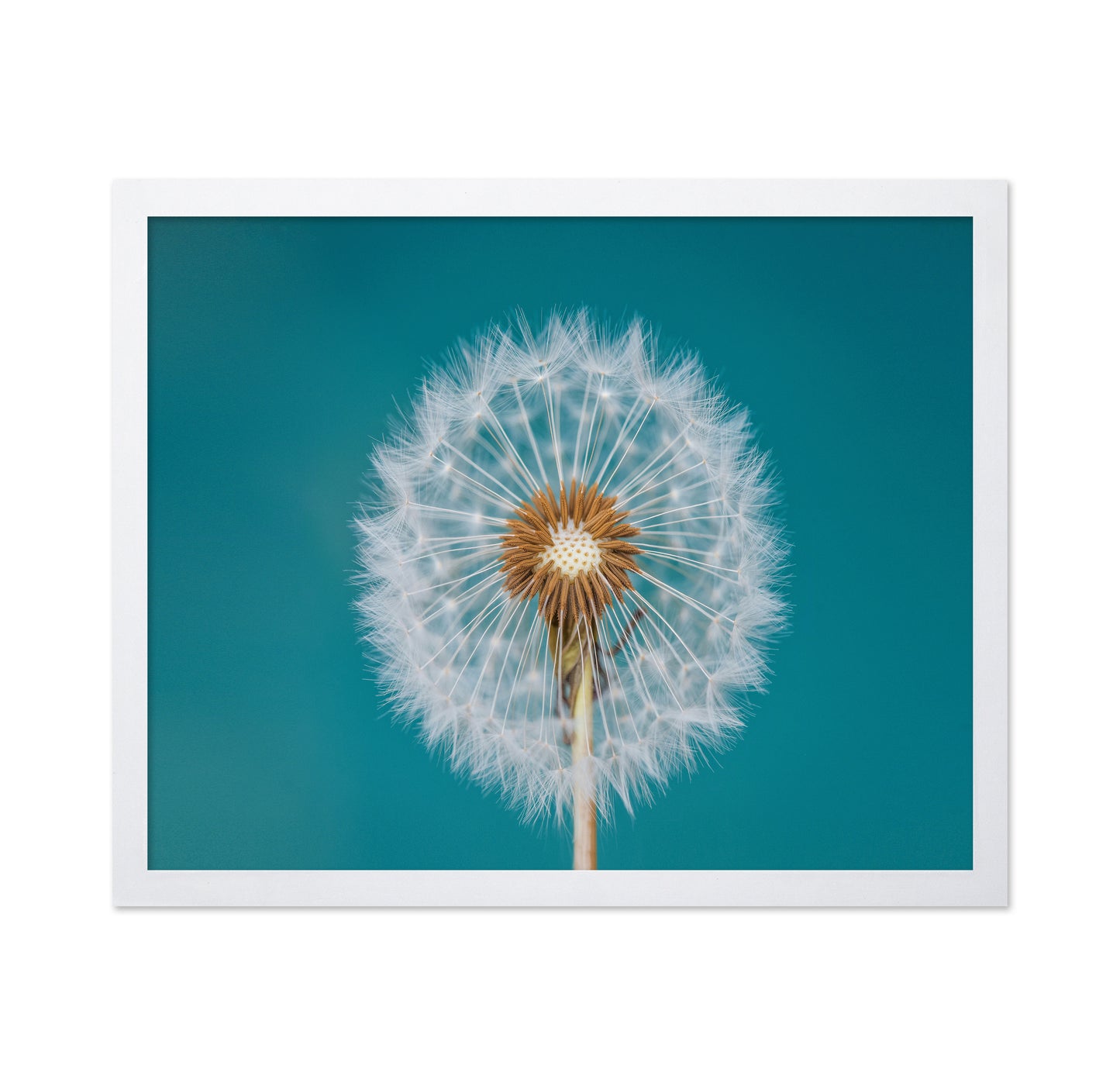 Turquoise Dandelion
