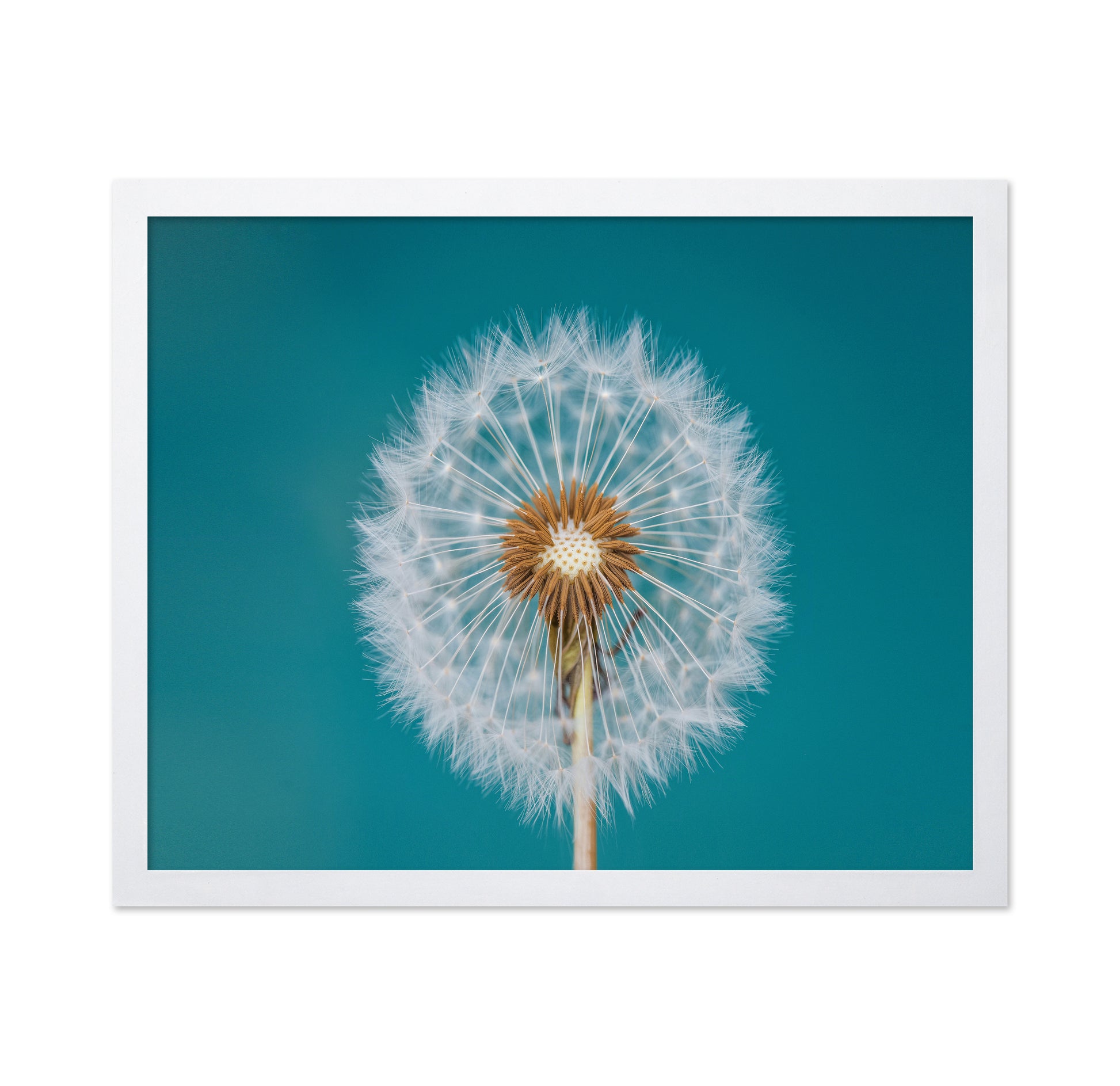 Turquoise Dandelion