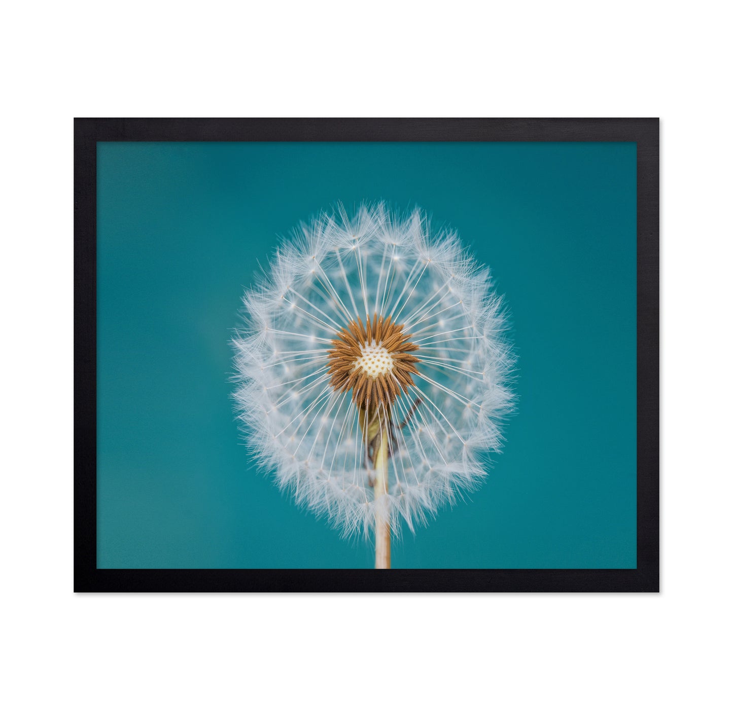 Turquoise Dandelion