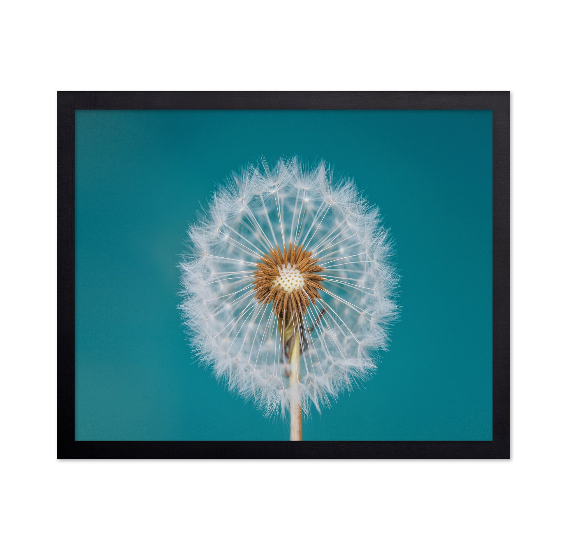 Turquoise Dandelion