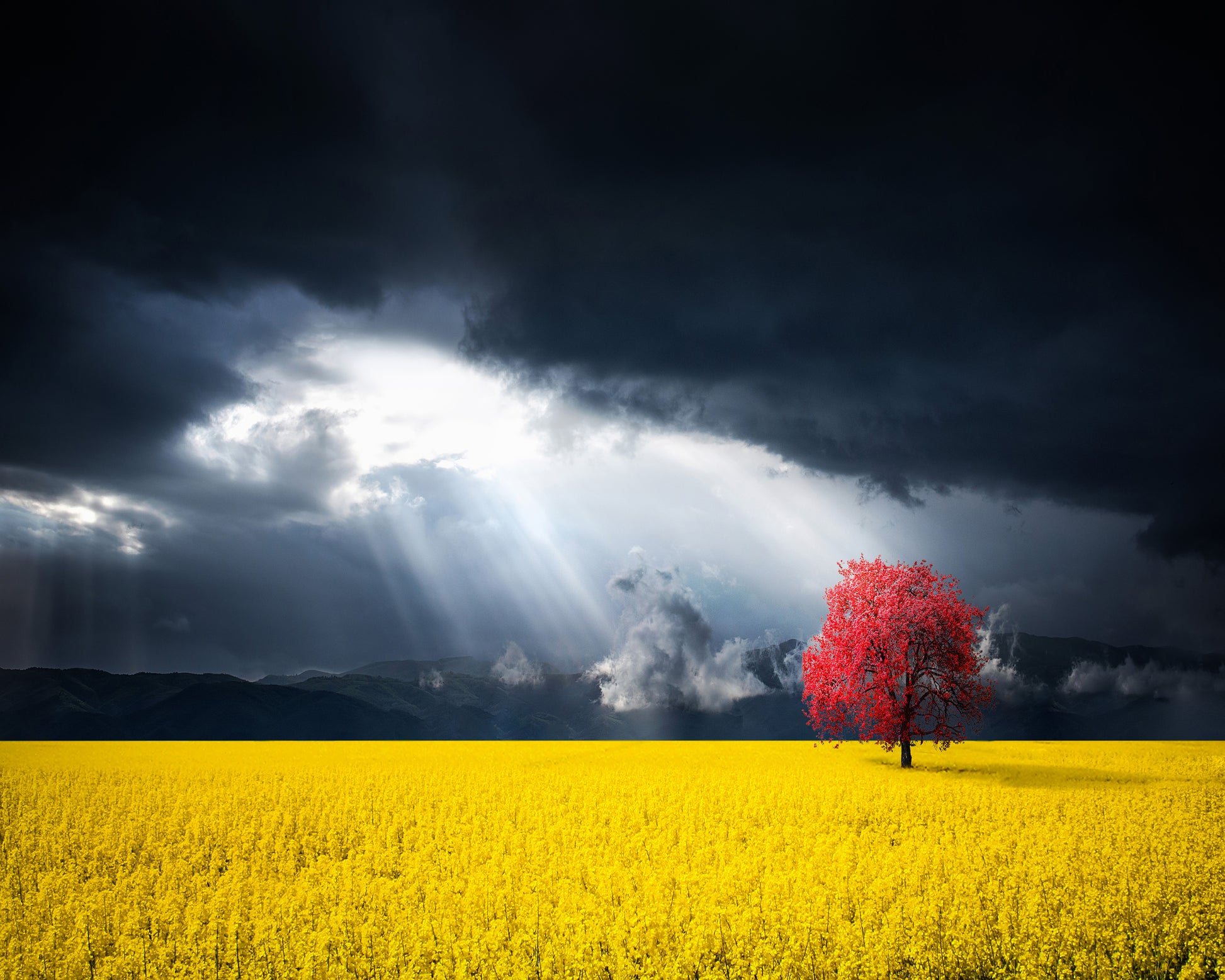 A Red Tree In The Canola Meadow