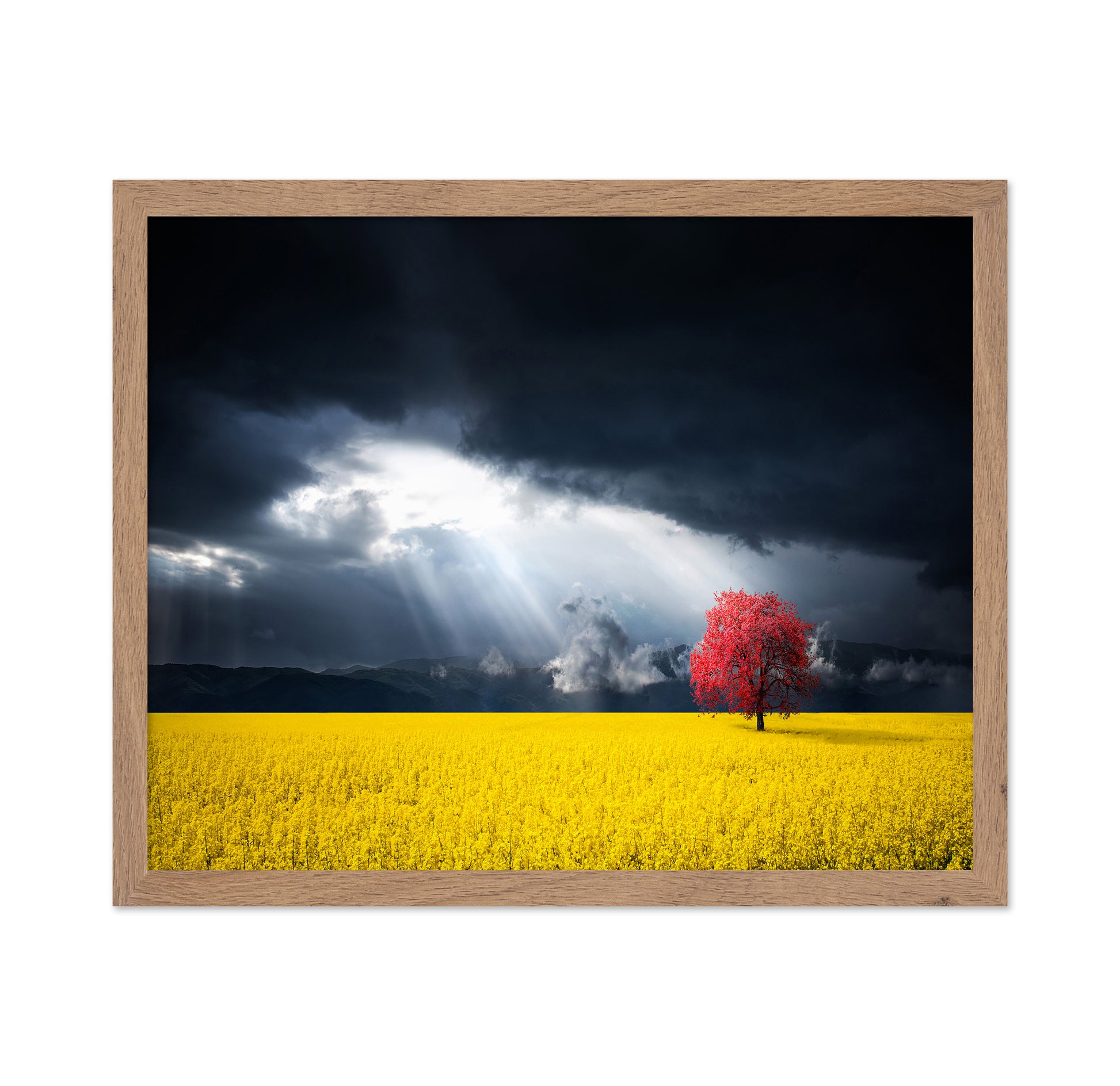 A Red Tree In The Canola Meadow