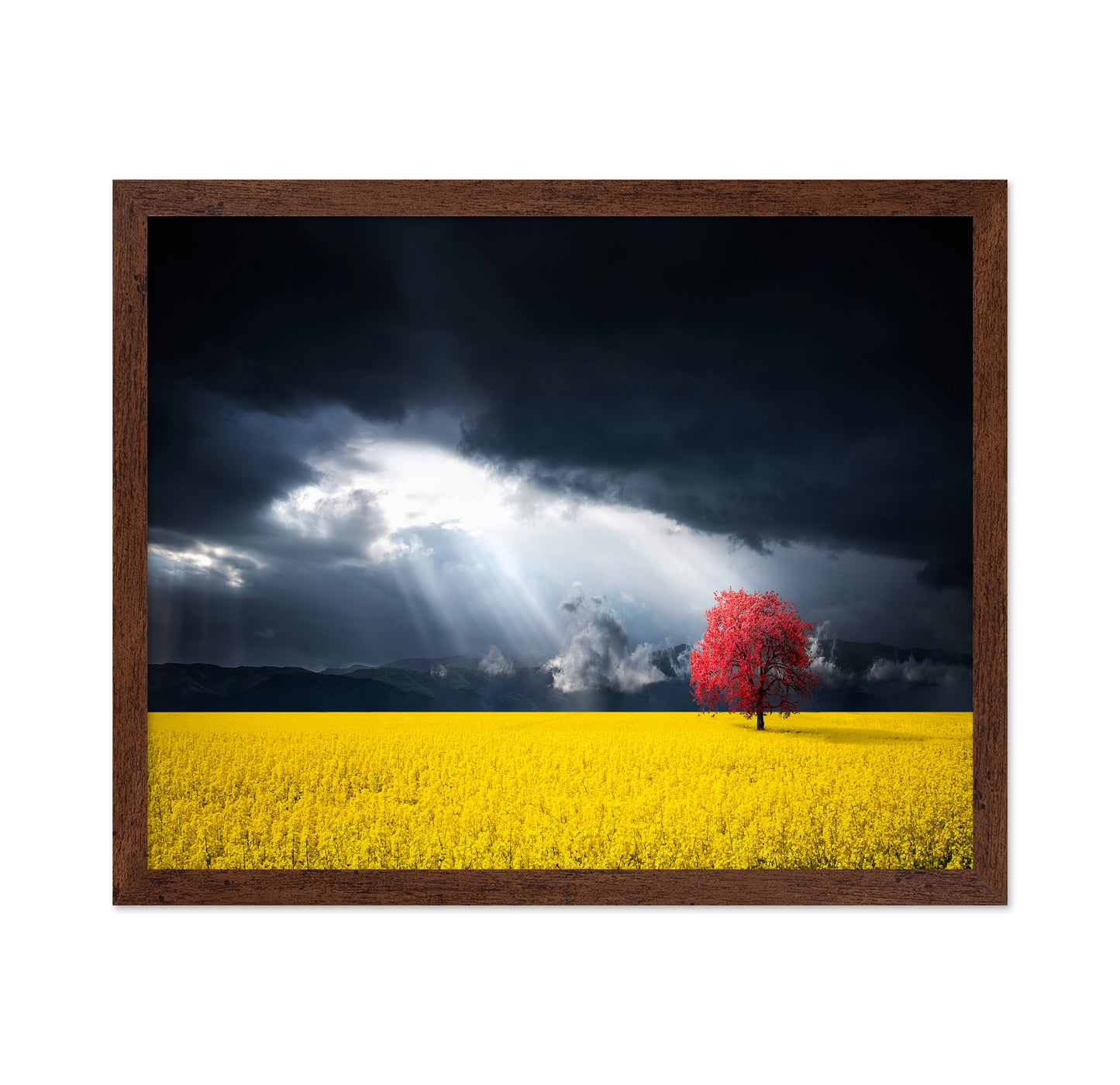 A Red Tree In The Canola Meadow