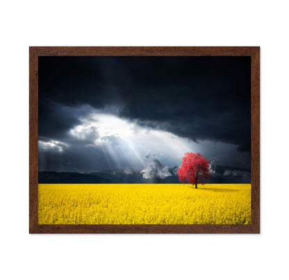A Red Tree In The Canola Meadow