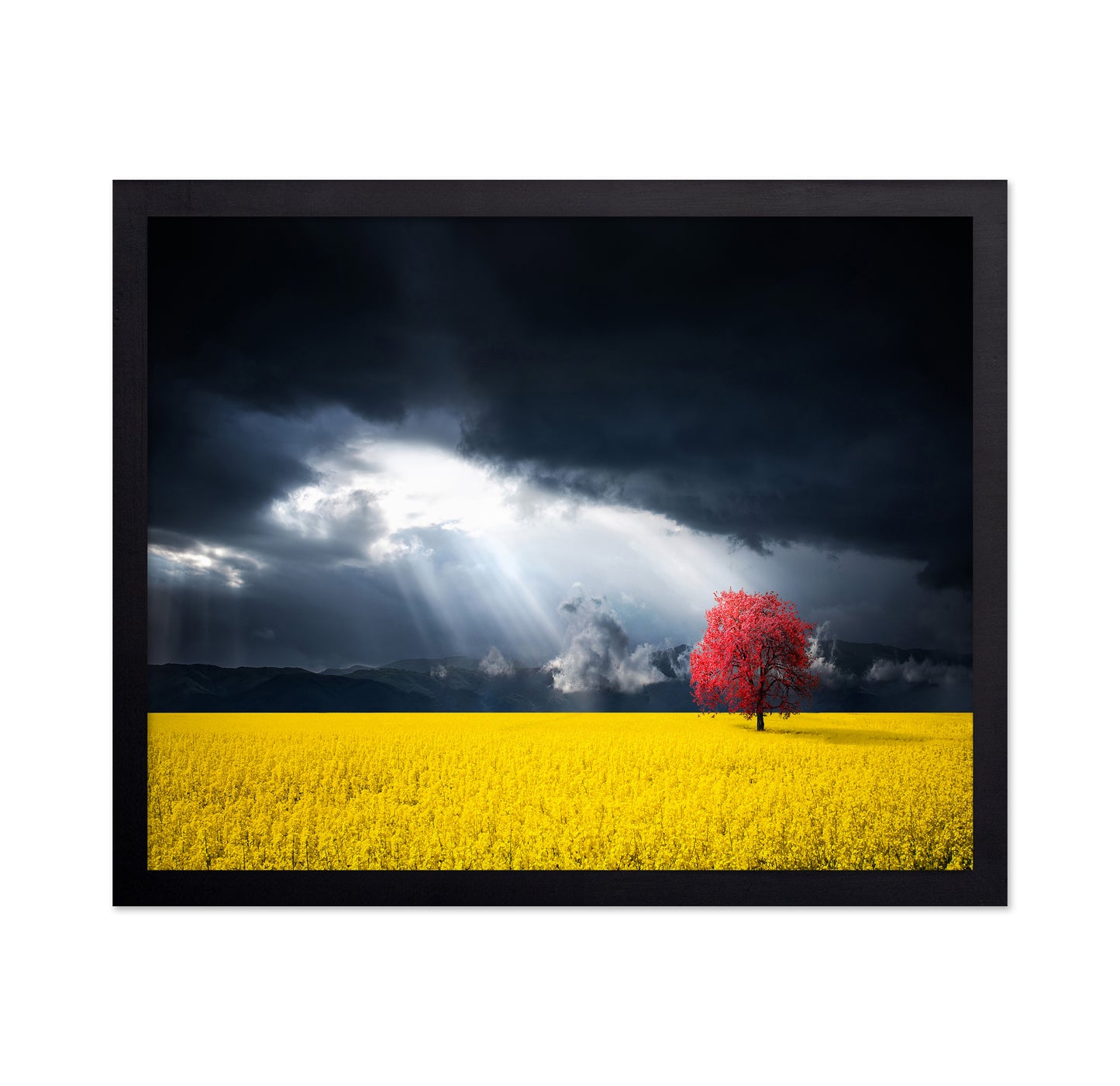 A Red Tree In The Canola Meadow